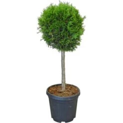 OBI Abendländische Lebensbaum "Smaragd" Höhe Ca. 80 Cm Topf Ca. 15 L