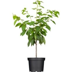 OBI Süßkirsche "Napoleons Knorpelkirsche" Rot Höhe Ca. 120 - 140 Cm Topf Ca. 7 L