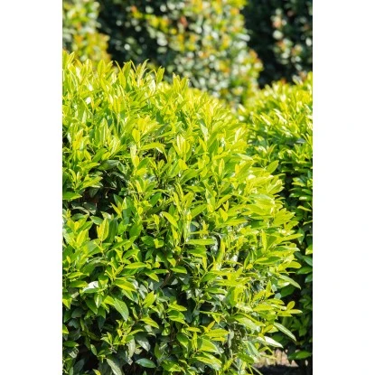 Kirschlorbeer "Caucasica" Höhe Ca. 60 - 80 Cm Topf Ca. 5 LPrunus – Bild 2