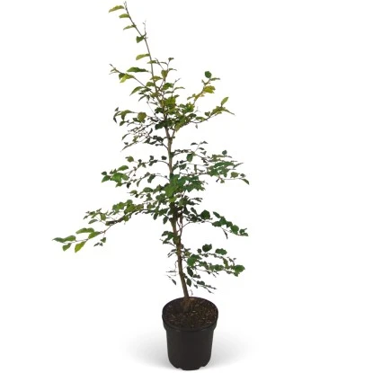Rotbuche Set à 50 Stück Höhe Ca. 80 - 100 Cm Topf Ca. 2 L Fagus Sylvatica