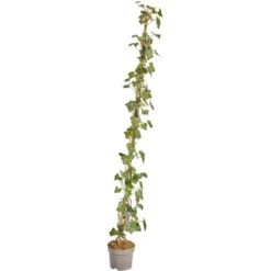 Großblättriger Irischer Efeu Set à 150 Stück Höhe 125 - 150 Cm Topf Ca. 1,5 L