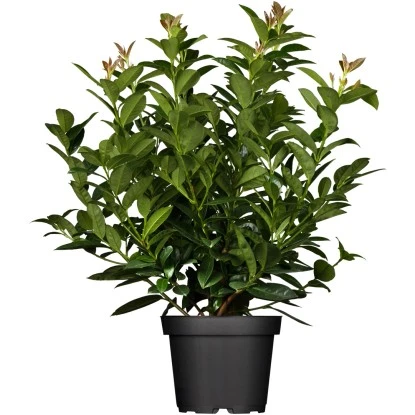 Kirschlorbeer Topf-Ø Ca. 26 Cm Prunus Laurocer. Kleopatra