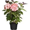 Bauernhortensie "Charming Alice" Rosa Höhe Ca. 30 - 40 Cm Topf Ø Ca. 5 L