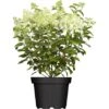 Rispenhortensie "Whitelight" Höhe Ca. 80 - 100 Cm Topf Ca. 16 L Hydrangea