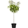 Rispenhortensie "Whitelight" Stämmchen Höhe Ca.60 - 80cm Topf Ca. 10 L
