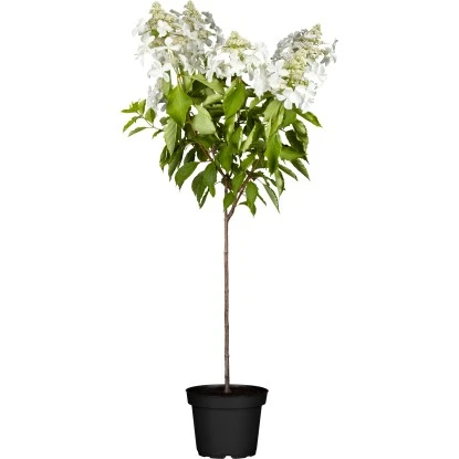 Rispenhortensie "Whitelight" Stämmchen Höhe Ca.60 - 80cm Topf Ca. 10 L