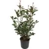 GROW By OBI Glanzmispel "Red Robin" Höhe Ca. 40 - 50 Cm Topf Ca. 5 L Photinia