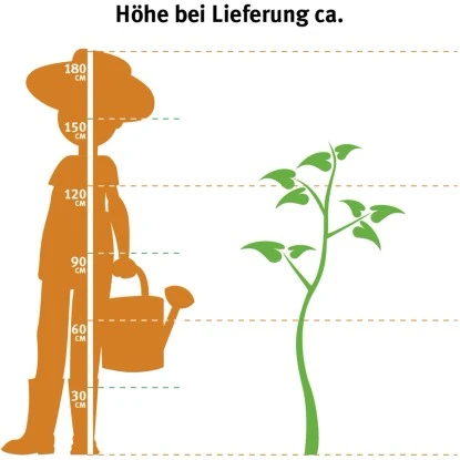 OBI Pflaume "The Czar" Blau Höhe Ca. 120 - 140 Cm Topf Ca. 7 L Prunus – Bild 2