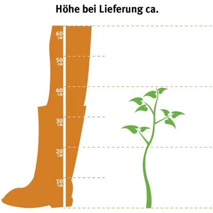 OBI Schattenglöckchen "Little Heath" Weiß Höhe Ca. 30-40 Cm Topf Ca. 5 L Pieris – Bild 2