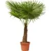 GROW By OBI Hanfpalme Höhe Ca. 150 Cm Topf Ca. 45 L Trachycarpus Fortunei