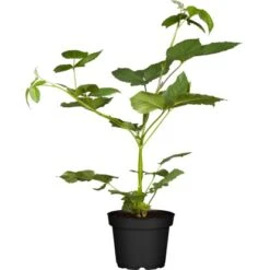Herbstbrombeere "Little Black Prince" Höhe Ca. 40 - 60 Cm Topf Ca. 6 L Rubus