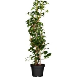 Kletterhortensie Weiß Höhe Ca. 60 - 80 Cm Topf Ca. 5 LHydrangea Petiolaris