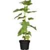 Johannisbeere Schwarz Höhe Ca. 40 - 60 Cm Topf Ca. 5 L Ribes