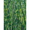 Teichschachtelhalm Topf-Ø Ca. 18 Cm Equisetum Japonicum