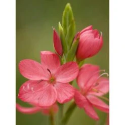 Spaltgriffel "Major" Rot Topf-Ø Ca. 18 Cm Schizosyllis Coccinea