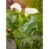 OBI Zantedeschie Weiß Topf-Ø Ca. 28 Cm Zantedeschia Aethiopica