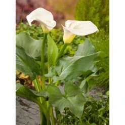 OBI Zantedeschie Weiß Topf-Ø Ca. 28 Cm Zantedeschia Aethiopica