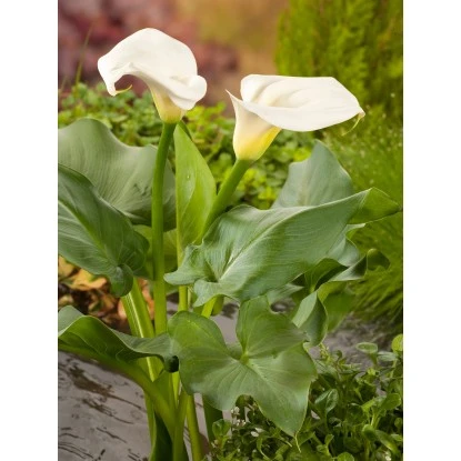 OBI Zantedeschie Weiß Topf-Ø Ca. 28 Cm Zantedeschia Aethiopica