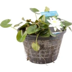 OBI Seerose Weiß Topf-Ø Ca. 40 Cm Nymphaea