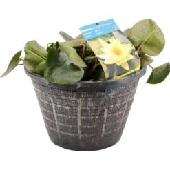OBI Seerose Gelb Topf-Ø Ca. 40 Cm Nymphaea