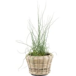 OBI Flechtkorb Mit Korkenzieher Binse Braun Topf-Ø Ca. 30 Cm Juncus Effusus