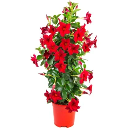 GROW By OBI Dipladenie "Sundevillea" Rot Pyramide Ca. 60 Cm - 80 Cm Mandevilla