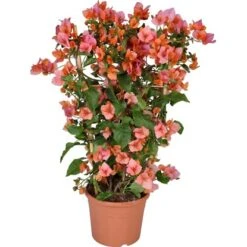 OBI Drillingsblume Orange Am Spalier Topf-Ø Ca. 21 Cm Bougainvillea Sandrina