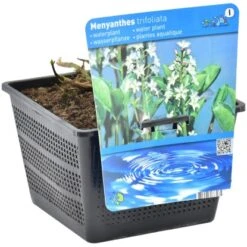 Fieberklee Topf-Ø Ca. 18 Cm Menyanthes Trifoliata