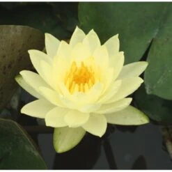 Seerose "Joey Tomocik" Gelb Topf-Ø Ca. 18 Cm Nymphea