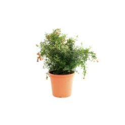 GROW By OBI Ziergranatapfel Topf Ca. 10 L Punica Granatum Nana Gracilisssima