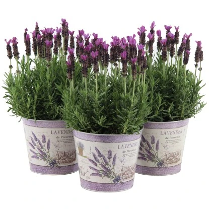 OBI Lavendel "Anouk" Im Bedruckten Zinkgefäß Topf-Ø Ca. 15 Cm Lavandula Stoechas