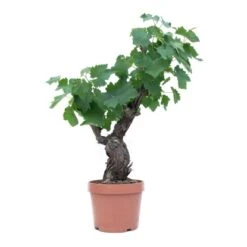 GROW By OBI Bonsai-Weinrebe 40 Cm Topf Ca. 6 L Vitis Vinifera