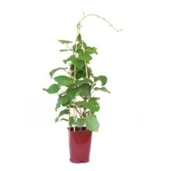 GROW By OBI Kiwi "Solo" Topf Ca. 6 L Actinidia Chinensis