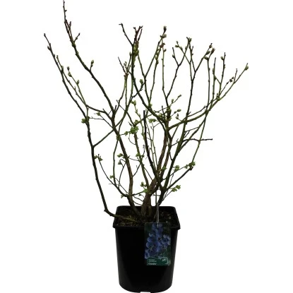 Heidelbeere "Chandler" Höhe 30 - 40 Cm Topf-Ø 3 L Vaccinium