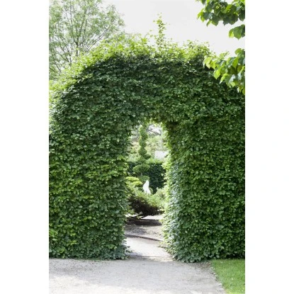 Rotbuche Set à 50 Stück Höhe Ca. 80 - 100 Cm Topf Ca. 2 L Fagus Sylvatica – Bild 3