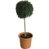GROW By OBI Ionischer Liguster Höhe Ca. 65 Cm Topf Ca. 9 L Ligustrum