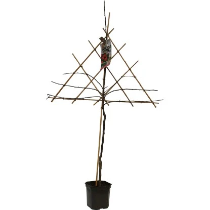 GROW By OBI Apfel Am Spalier Höhe Ca. 160-180 Cm Topf Ca. 7,5 L Malus Domestica