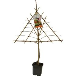 GROW By OBI Pfirsich Am Spalier Höhe Ca. 160 - 180 Cm Topf Ca. 7,5 L