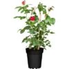 Edelrose Rot Lizenz Höhe Ca. 20 - 30 Cm Topf Ca. 3 L Rosa Hybride