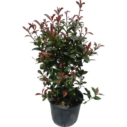 GROW By OBI Glanzmispel "Carré Rouge" Höhe Ca. 60 - 80 Cm Topf Ca. 15 L Photinia