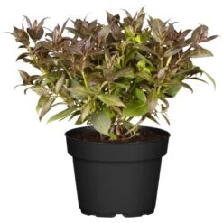 OBI Weigelie "Ebnoy And Ivory" Weiß Höhe Ca. 20 - 30 Cm Topf Ca. 3 L