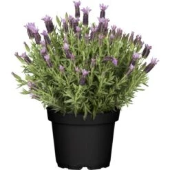 Schopflavendel "Nuance" Hell-Violett Topf-Ø Ca. 18 Cm Lavandula Stoechas