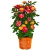 GROW By OBI Rose Gelb-Pink "Planters Punch" Höhe Ca. 20 - 30 Cm Topf Ca. 6 L