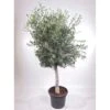 GROW By OBI Olivenbaum Stamm Ca. 140 Cm Olea Europaea
