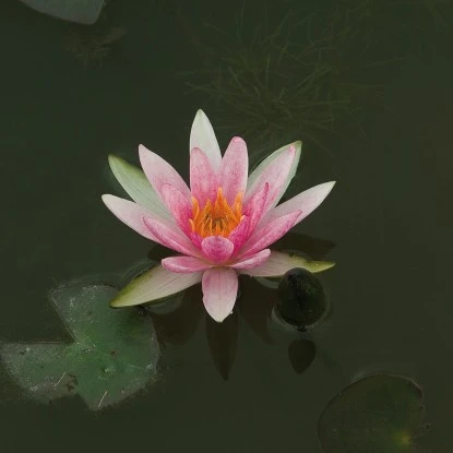 Zwergseerose "Pyg Rubra" Rot Topf-Ø Ca. 11 Cm Nymphea – Bild 2