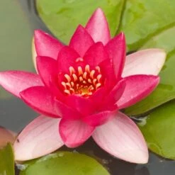 Zwergseerose "Pyg Rubra" Rot Topf-Ø Ca. 11 Cm Nymphea