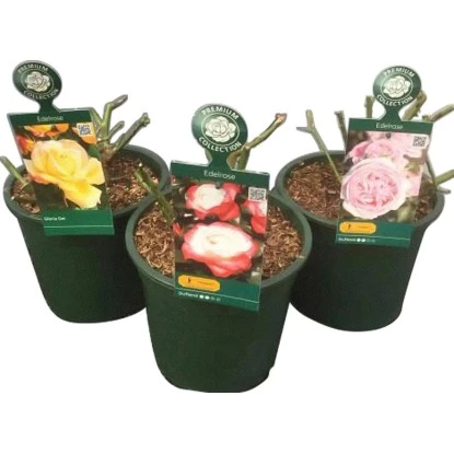 Edelrose "Premium" Gelb Höhe Ca. 20 - 30 Cm Topf Ca. 4 L Rosa Hybride