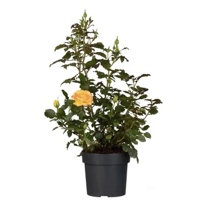 Beetrose Gelb Höhe Ca. 20 - 30 Cm Topf Ca. 4,6 L Rosa Hybride