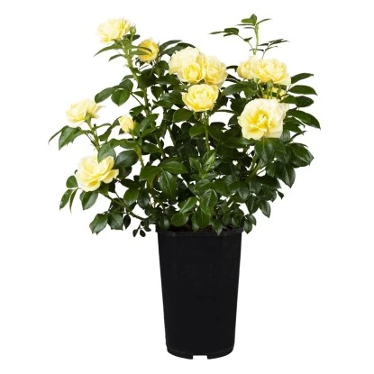 Duftrose Gelb Höhe Ca. 20 - 30 Cm Topf Ca. 4,6 L Rosa Hybride