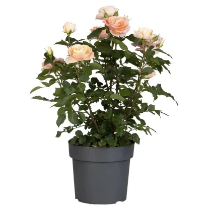 Rosenbusch Höhe Ca. 100 - 120 Cm Topf Ca. 10 L Rosa Hybride